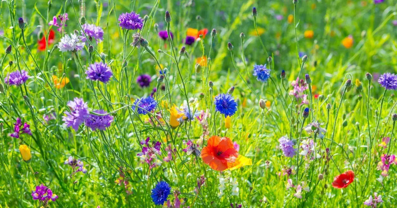 En äng full av blåklint, vallmo och andra vilda blommor, som en scen ur