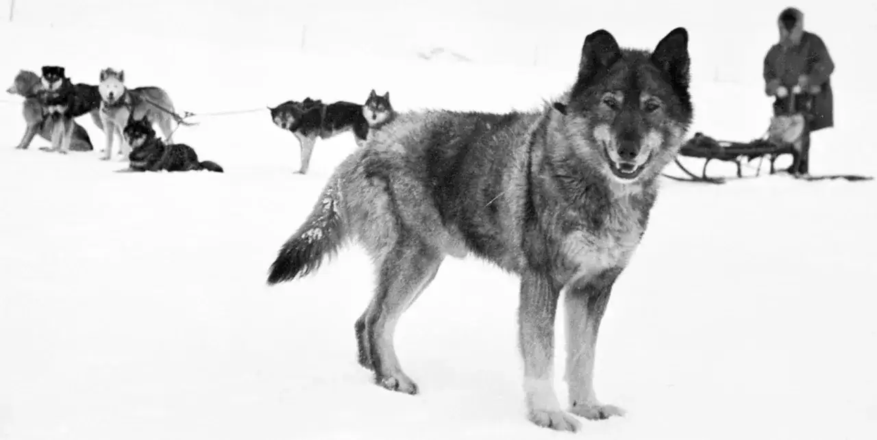 En hund, som från en togo film, står i snön framför en släde och en person. Fler hundar syns i bakgrunden.